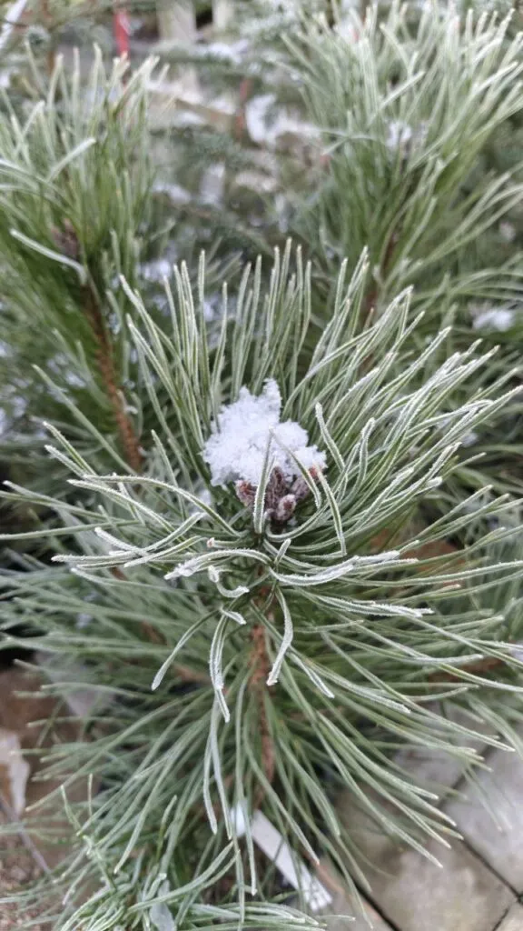 Photo 2025 11 16 08 50 21 2 › ХВОЯ24 - питомник растений в вашем кармане!