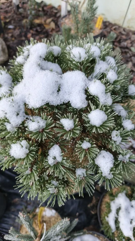 Photo 2025 11 16 08 50 21 3 › ХВОЯ24 - питомник растений в вашем кармане!