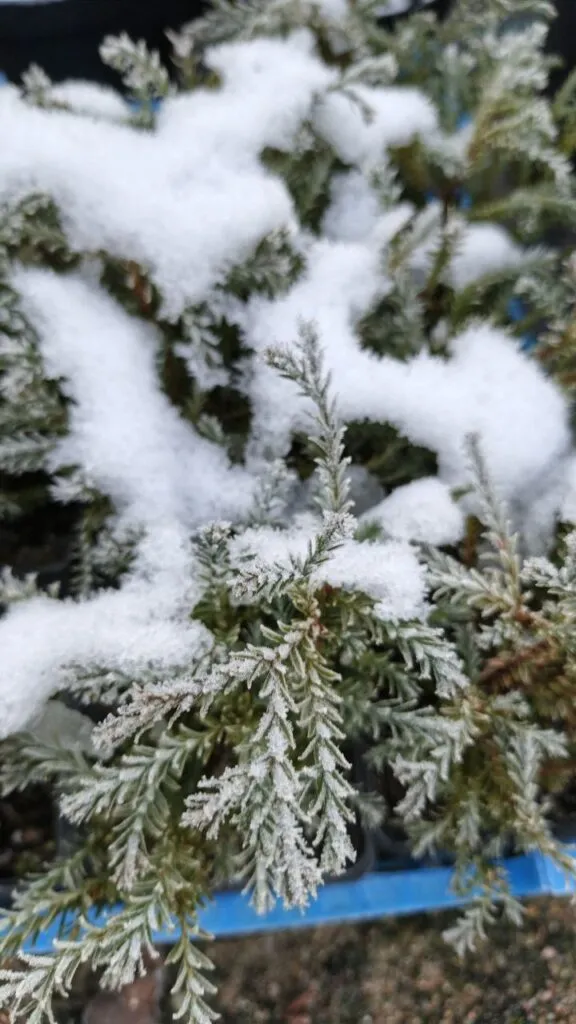 Photo 2025 11 16 08 50 22 3 › ХВОЯ24 - питомник растений в вашем кармане!