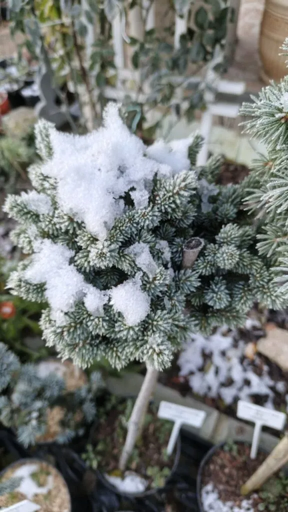 Photo 2025 11 16 08 50 22 › ХВОЯ24 - питомник растений в вашем кармане!