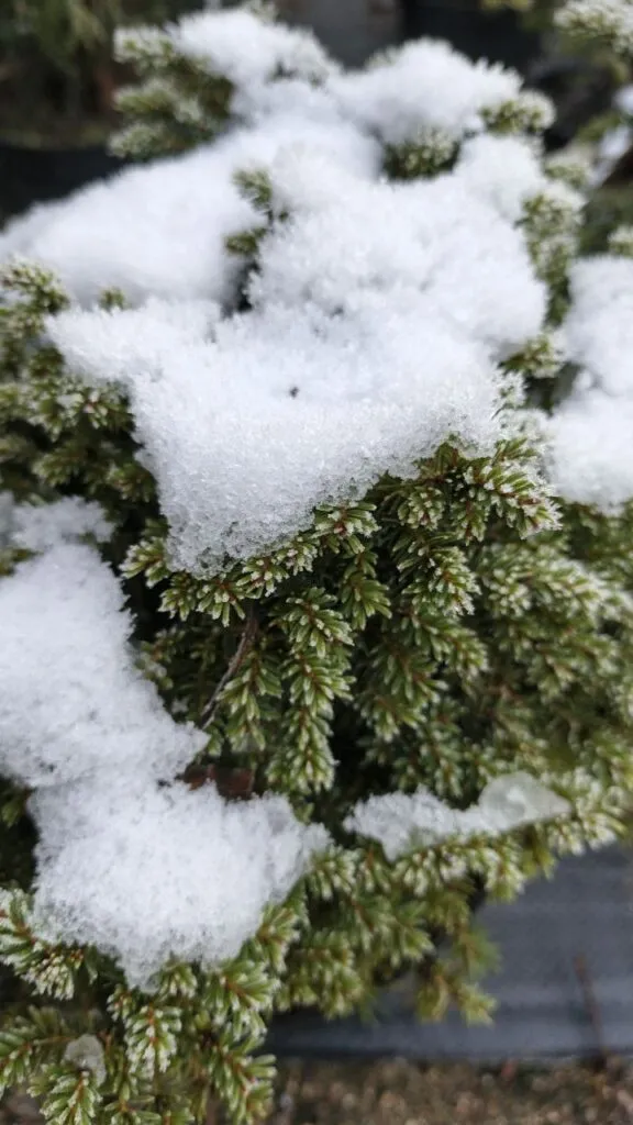 Photo 2025 11 16 08 50 23 2 › ХВОЯ24 - питомник растений в вашем кармане!