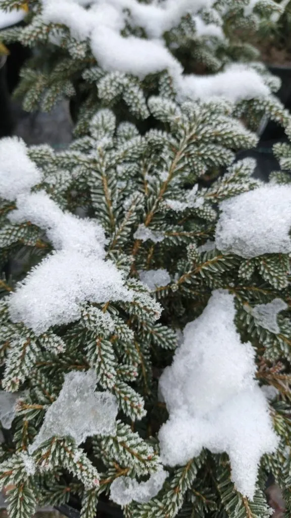 Photo 2025 11 16 08 50 23 › ХВОЯ24 - питомник растений в вашем кармане!