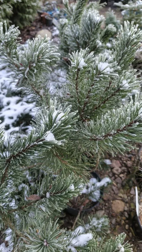 Photo 2025 11 16 08 50 24 2 › ХВОЯ24 - питомник растений в вашем кармане!