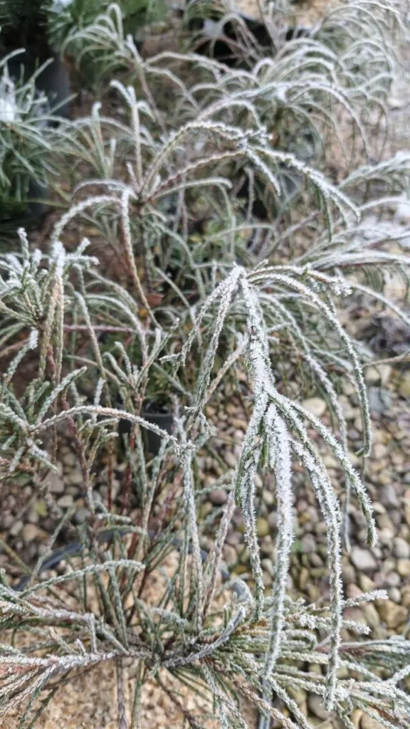 Photo 2025 11 16 08 50 24 › ХВОЯ24 - питомник растений в вашем кармане!