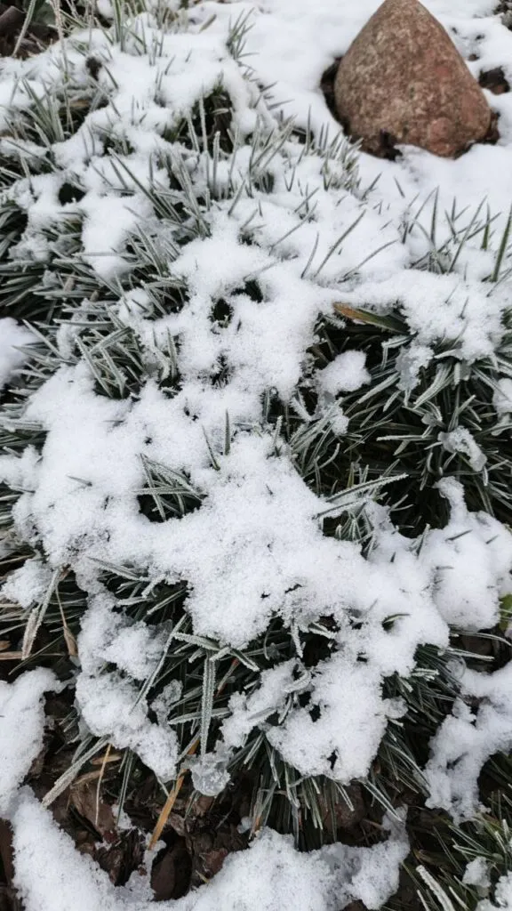 Photo 2025 11 16 08 50 25 2 › ХВОЯ24 - питомник растений в вашем кармане!