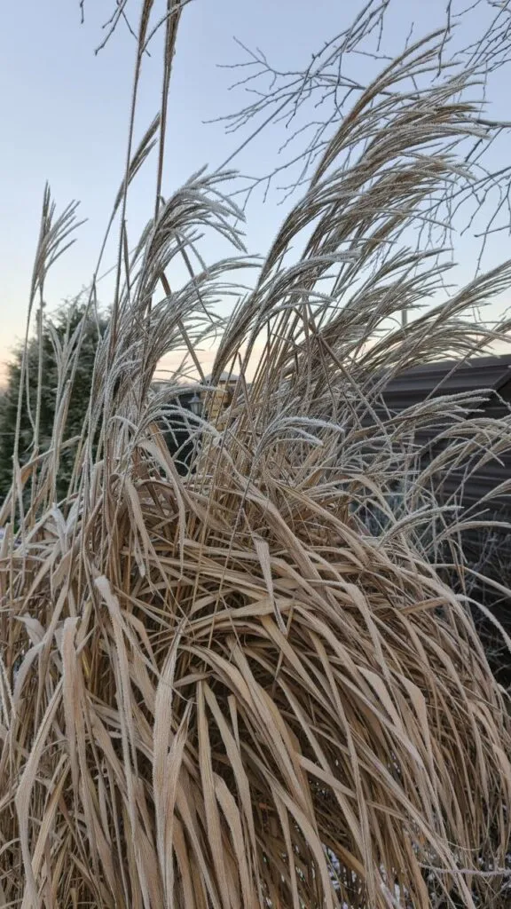 Photo 2025 11 16 08 50 25 › ХВОЯ24 - питомник растений в вашем кармане!