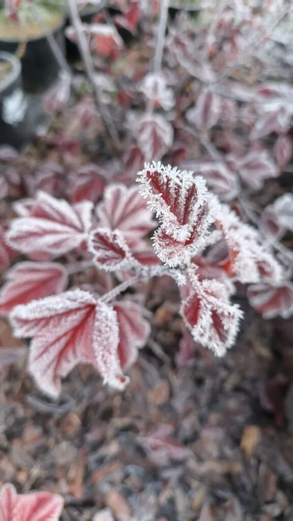 Photo 2025 11 16 08 50 26 3 › ХВОЯ24 - питомник растений в вашем кармане!