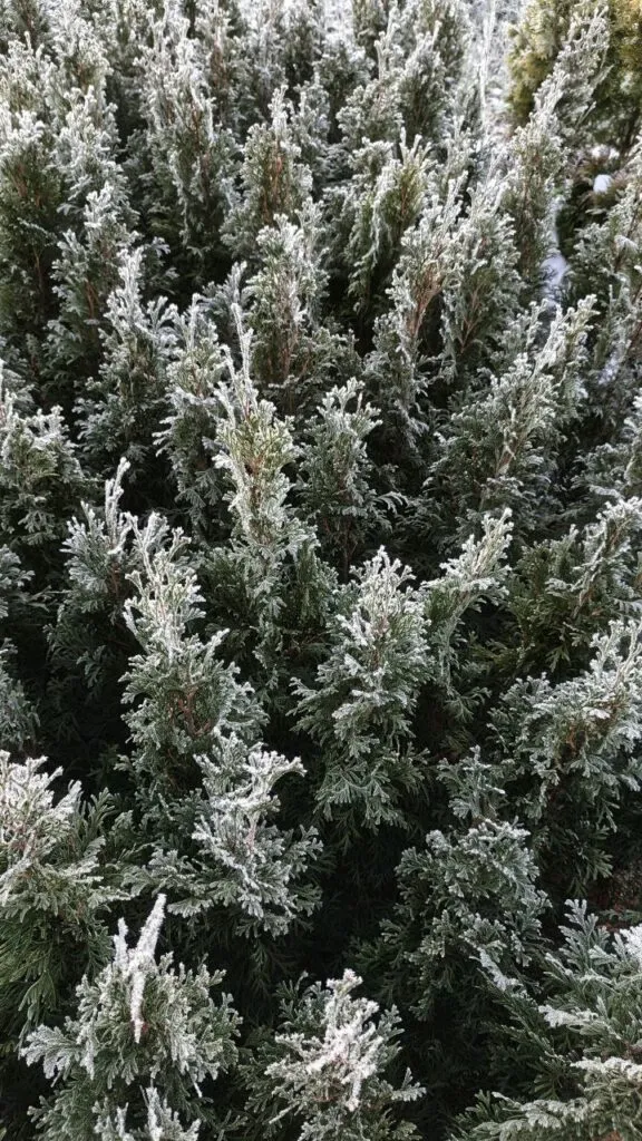 Photo 2025 11 16 08 50 27 2 › ХВОЯ24 - питомник растений в вашем кармане!