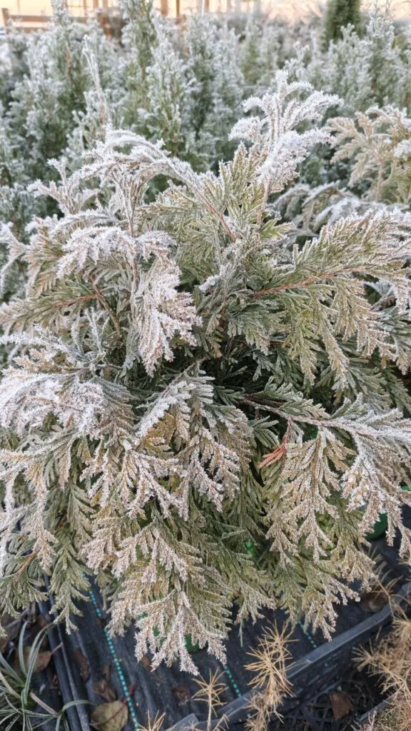 Photo 2025 11 16 08 50 27 › ХВОЯ24 - питомник растений в вашем кармане!