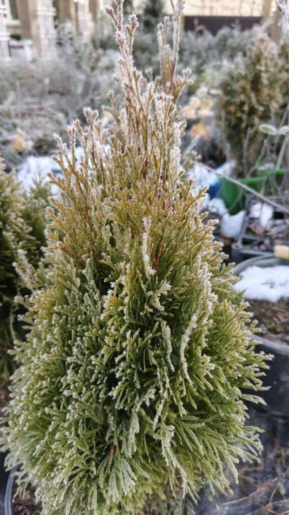 Photo 2025 11 16 08 50 28 2 › ХВОЯ24 - питомник растений в вашем кармане!