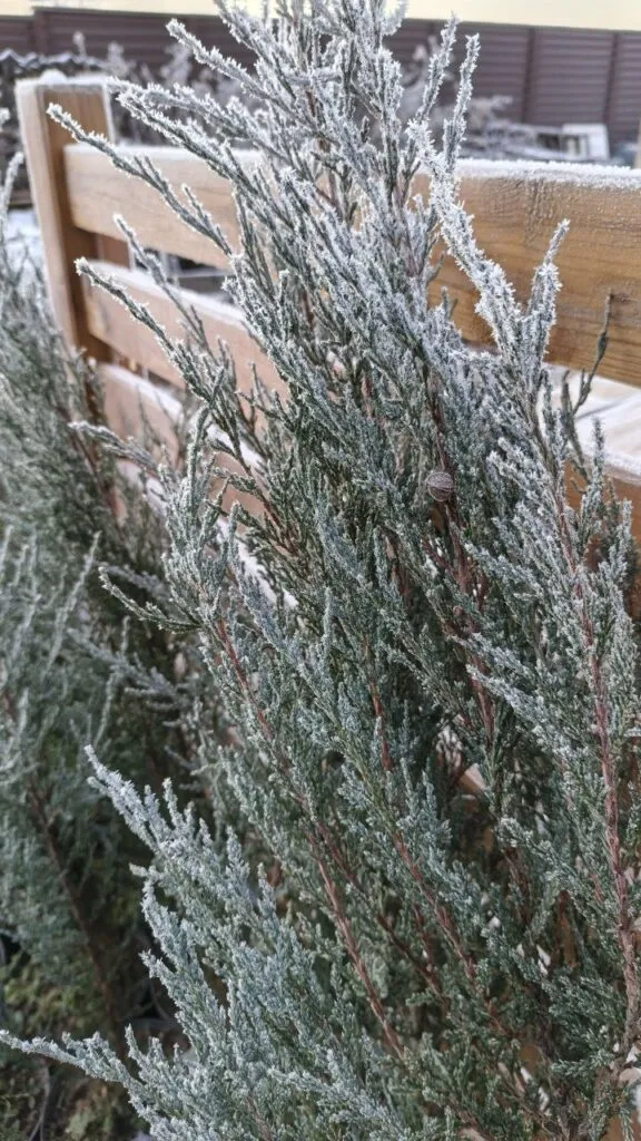 Photo 2025 11 16 08 50 28 3 › ХВОЯ24 - питомник растений в вашем кармане!