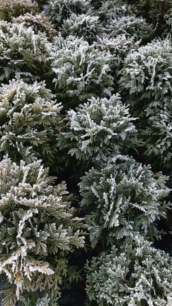 Photo 2025 11 16 08 50 28 › ХВОЯ24 - питомник растений в вашем кармане!