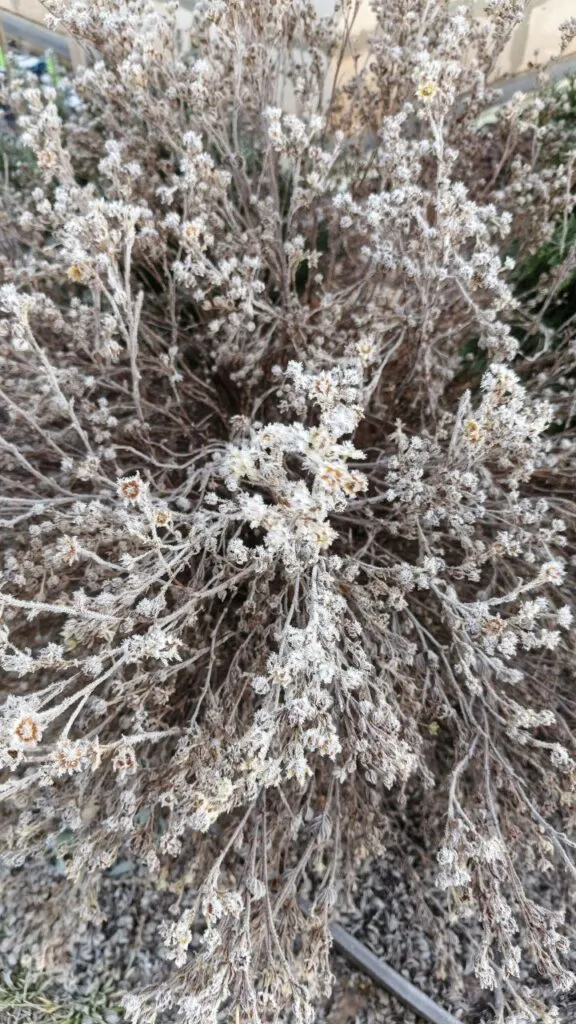 Photo 2025 11 16 08 50 29 › ХВОЯ24 - питомник растений в вашем кармане!