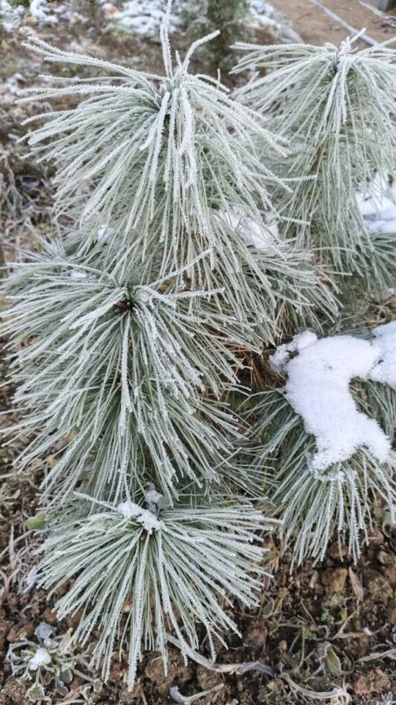 Photo 2025 11 16 08 50 30 2 › ХВОЯ24 - питомник растений в вашем кармане!