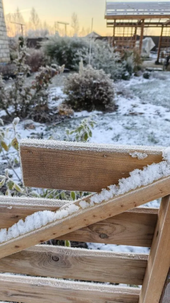 Photo 2025 11 16 08 50 30 4 › ХВОЯ24 - питомник растений в вашем кармане!