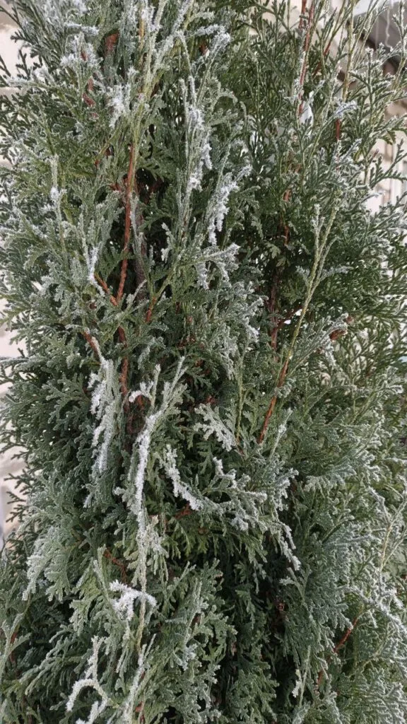 Photo 2025 11 16 08 50 30 › ХВОЯ24 - питомник растений в вашем кармане!