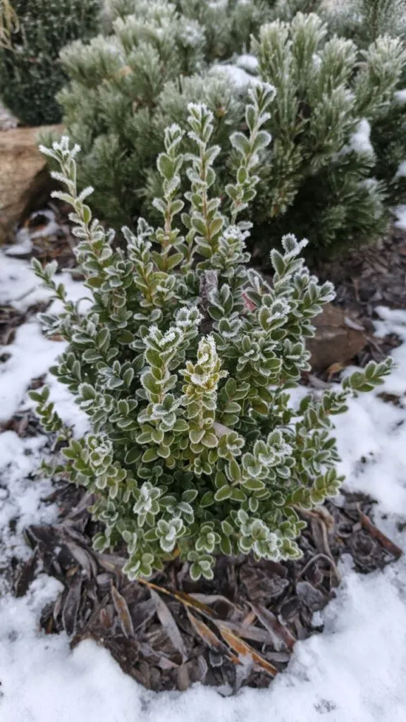 Photo 2025 11 16 08 50 31 2 › ХВОЯ24 - питомник растений в вашем кармане!