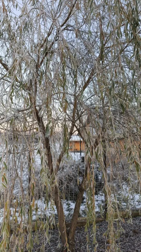 Photo 2025 11 16 08 50 31 › ХВОЯ24 - питомник растений в вашем кармане!