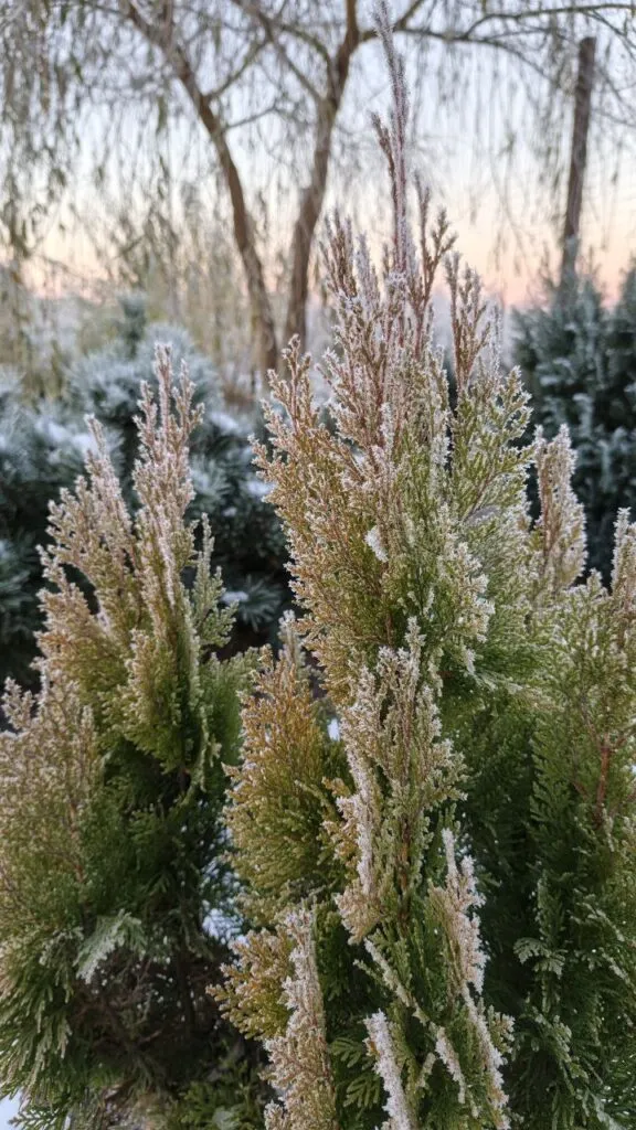 Photo 2025 11 16 08 50 32 3 › ХВОЯ24 - питомник растений в вашем кармане!