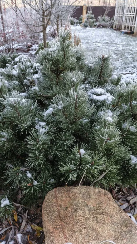 Photo 2025 11 16 08 50 32 › ХВОЯ24 - питомник растений в вашем кармане!