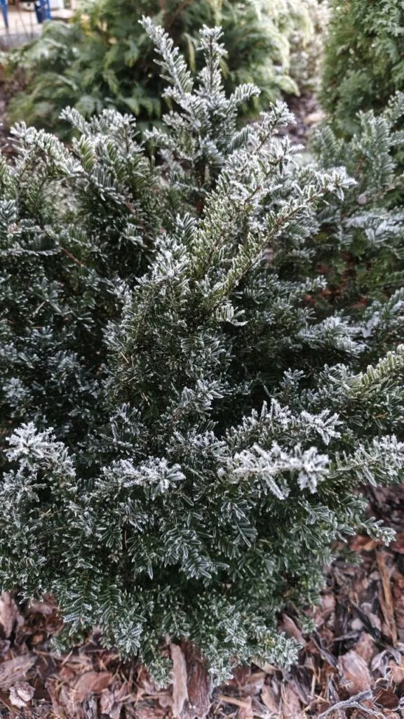 Photo 2025 11 16 08 50 34 2 › ХВОЯ24 - питомник растений в вашем кармане!