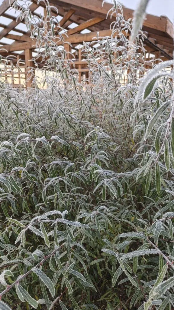 Photo 2025 11 16 08 50 34 › ХВОЯ24 - питомник растений в вашем кармане!