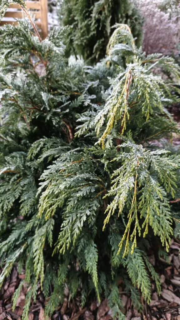 Photo 2025 11 16 08 50 35 › ХВОЯ24 - питомник растений в вашем кармане!