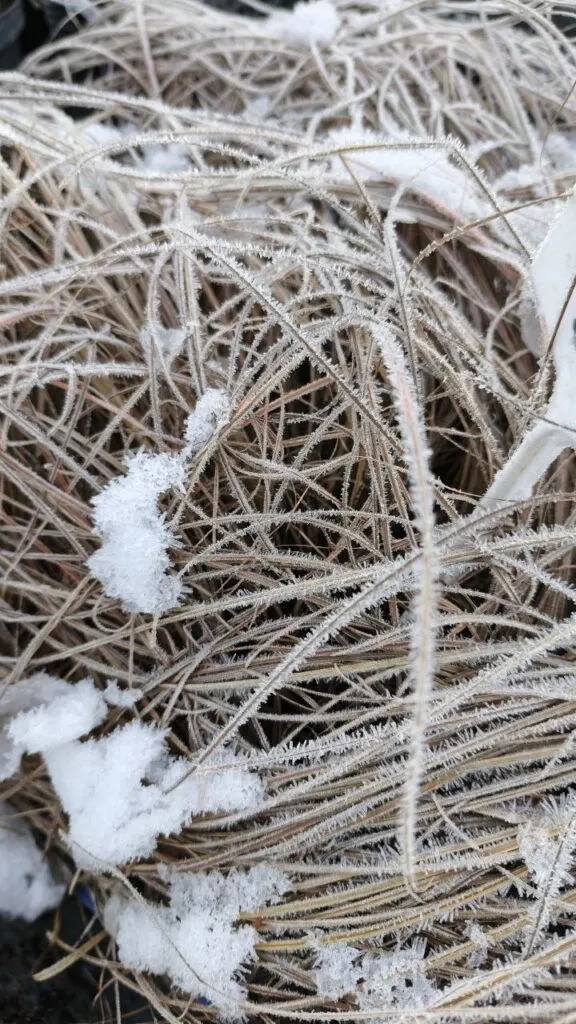 Photo 2025 11 16 08 50 36 2 › ХВОЯ24 - питомник растений в вашем кармане!