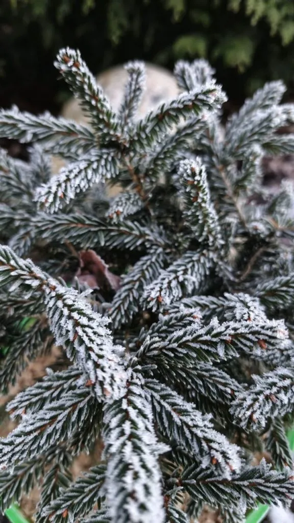 Photo 2025 11 16 08 50 36 3 › ХВОЯ24 - питомник растений в вашем кармане!