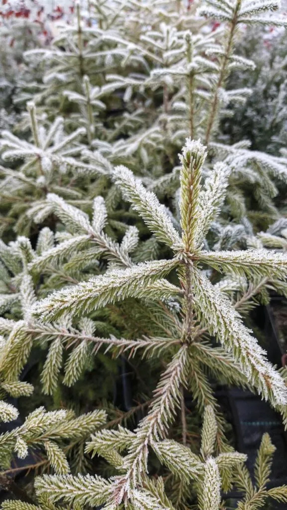 Photo 2025 11 16 08 50 36 › ХВОЯ24 - питомник растений в вашем кармане!