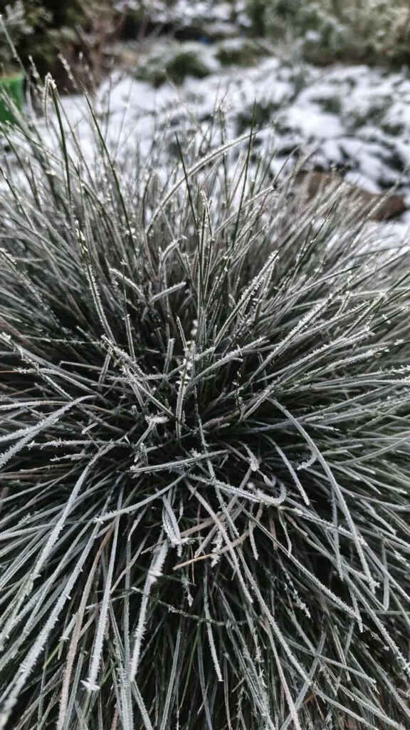 Photo 2025 11 16 08 50 37 › ХВОЯ24 - питомник растений в вашем кармане!