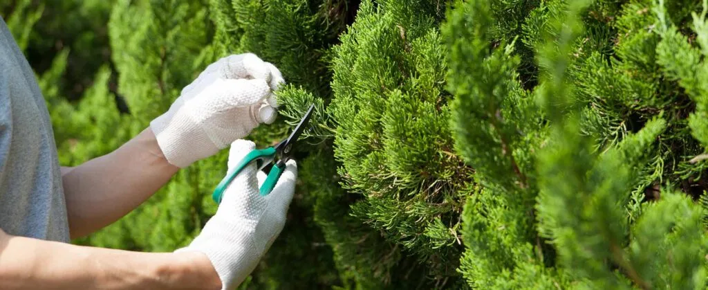 Uhod Za Tuey › ХВОЯ24 - питомник растений в вашем кармане!