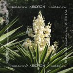  • ХВОЯ24