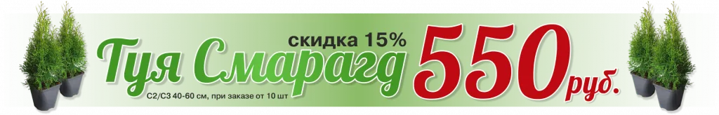 Thuja-smaragd-550 • ХВОЯ24 • Питомник растений у вас в кармане! • ХВОЯ24