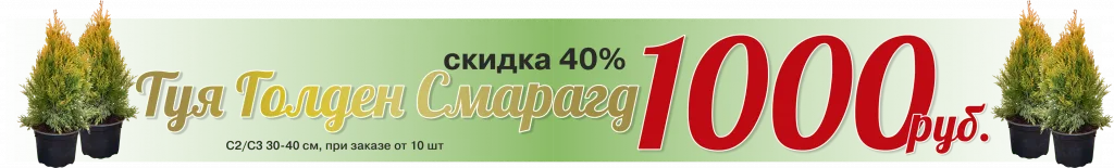 туя голден смарагд 1000 руб • ХВОЯ24 • Питомник растений у вас в кармане! • ХВОЯ24